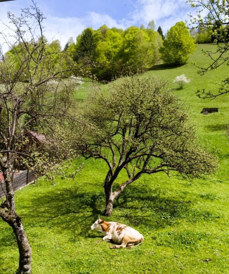 Voinescu House - Natural Living & Eating Șimon Dış mekan fotoğraf
